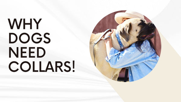 Why dogs need collars!