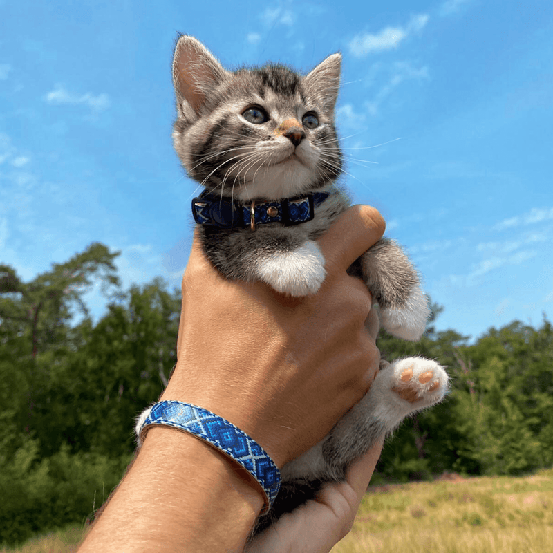 Mr Purrfect