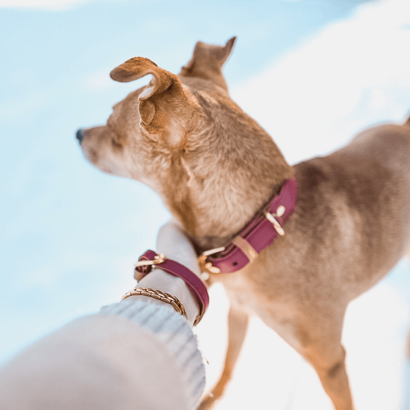The Classic Pup: Bordeaux