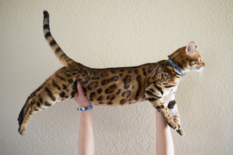 Mr Purrfect