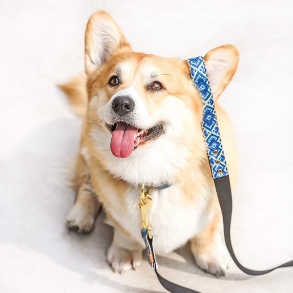 The Mucky Pup - Leash
