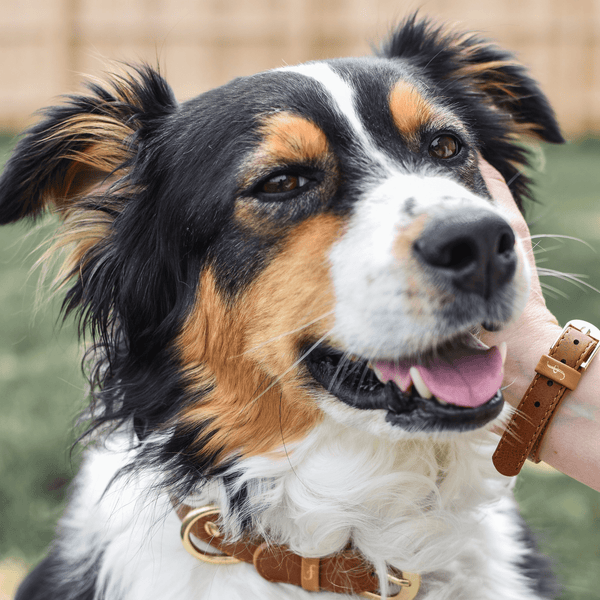 The Classic Pup: Cognac