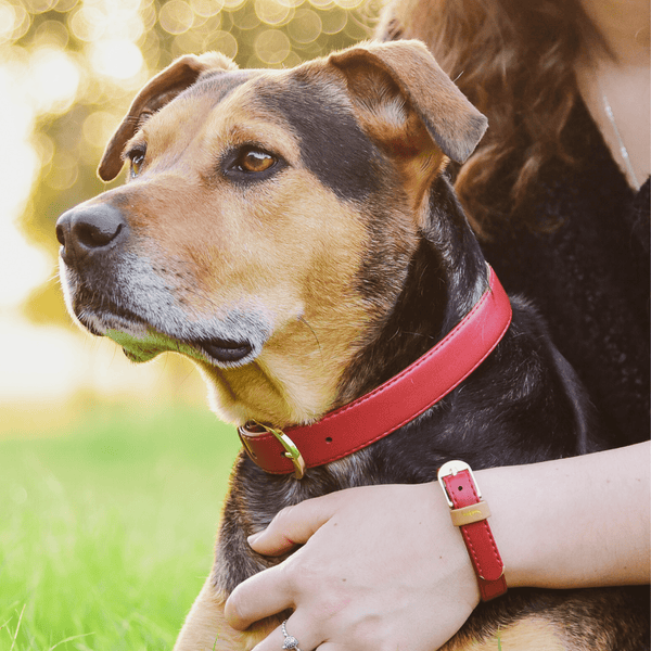 The Classic Pup: Bordeaux