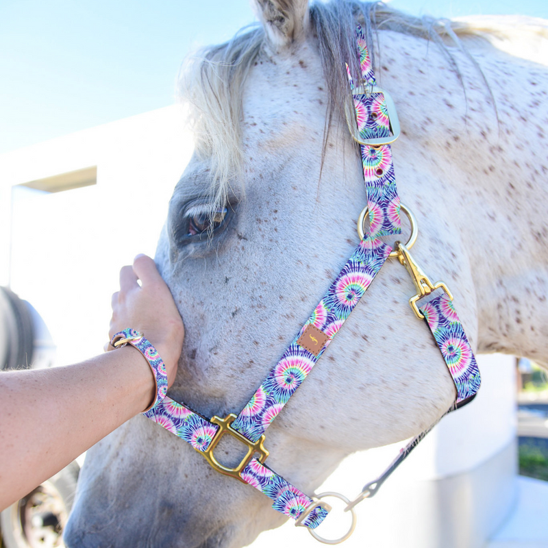 Day Dream Believer - Horse Halter