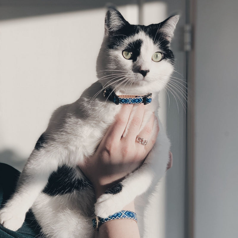 Mr Purrfect